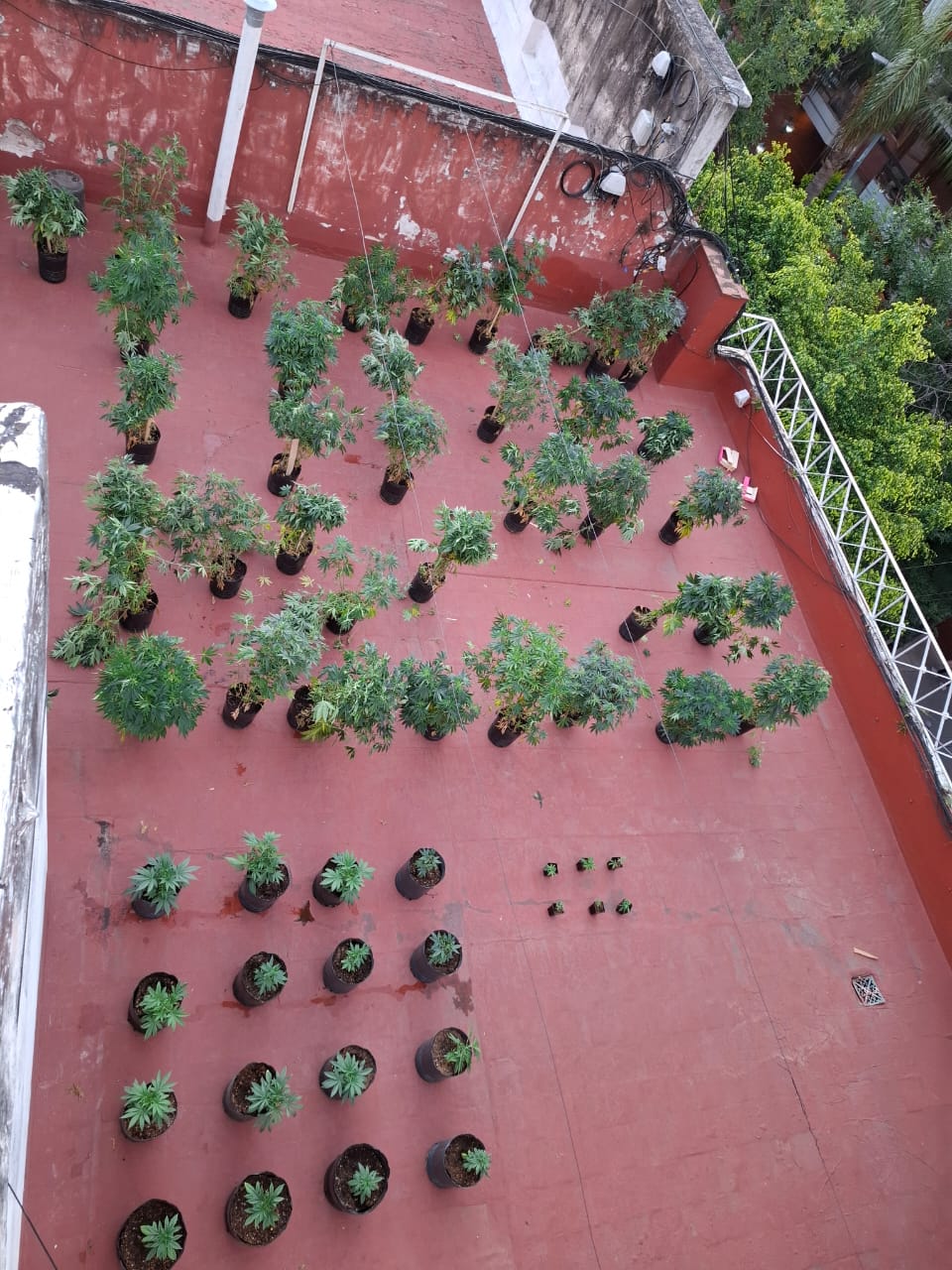 DESMANTELAN UNA PLANTACIÓN DE CANNABIS EN UN DEPARTAMENTO EN VILLA URQUIZA