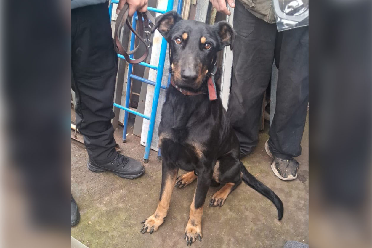 Maltrato animal: rescataron un perro e imputaron al dueño
