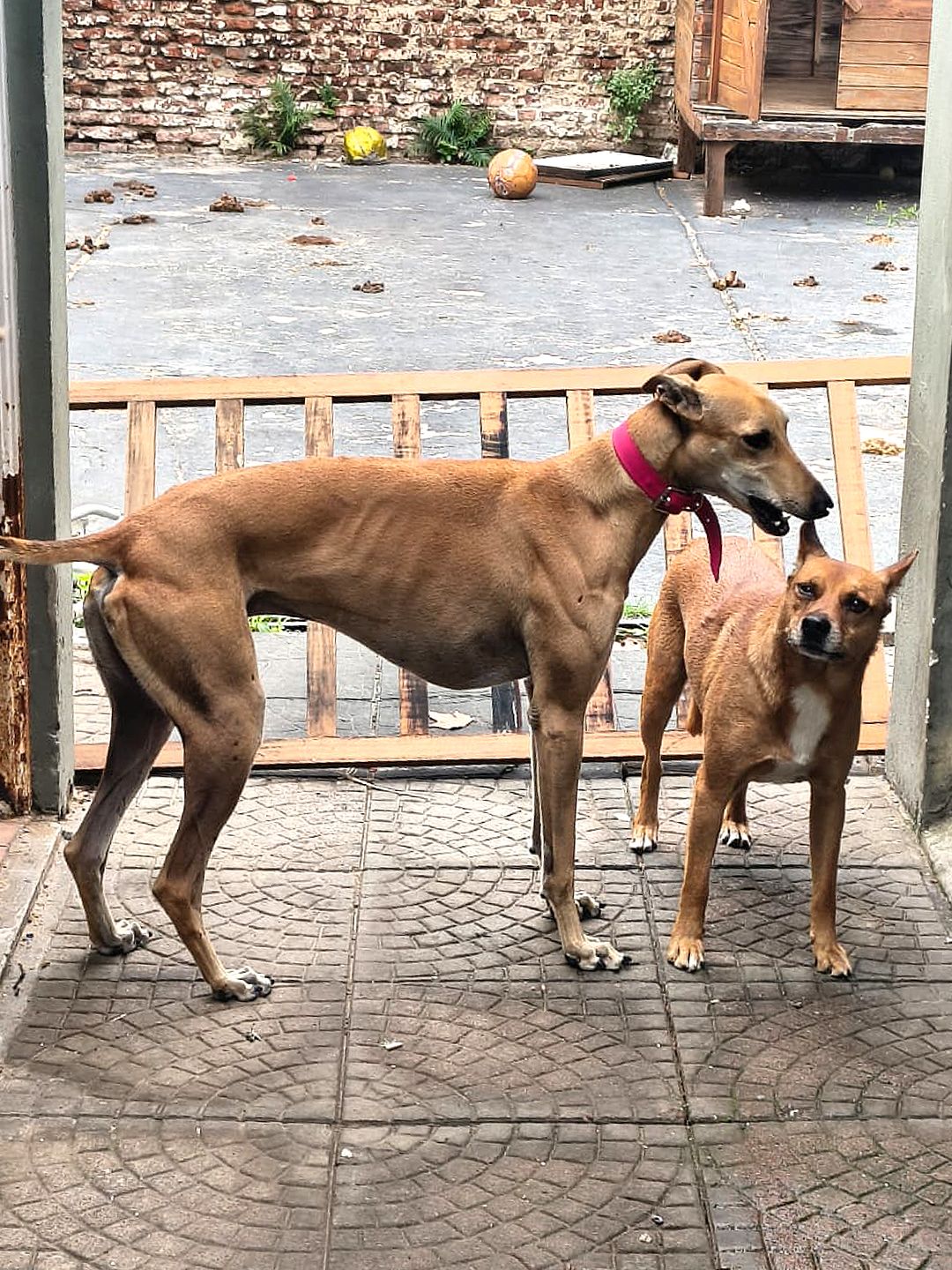 RESCATAN DOS PERROS EN UNA CASA DEL BARRIO MONTSERRAT