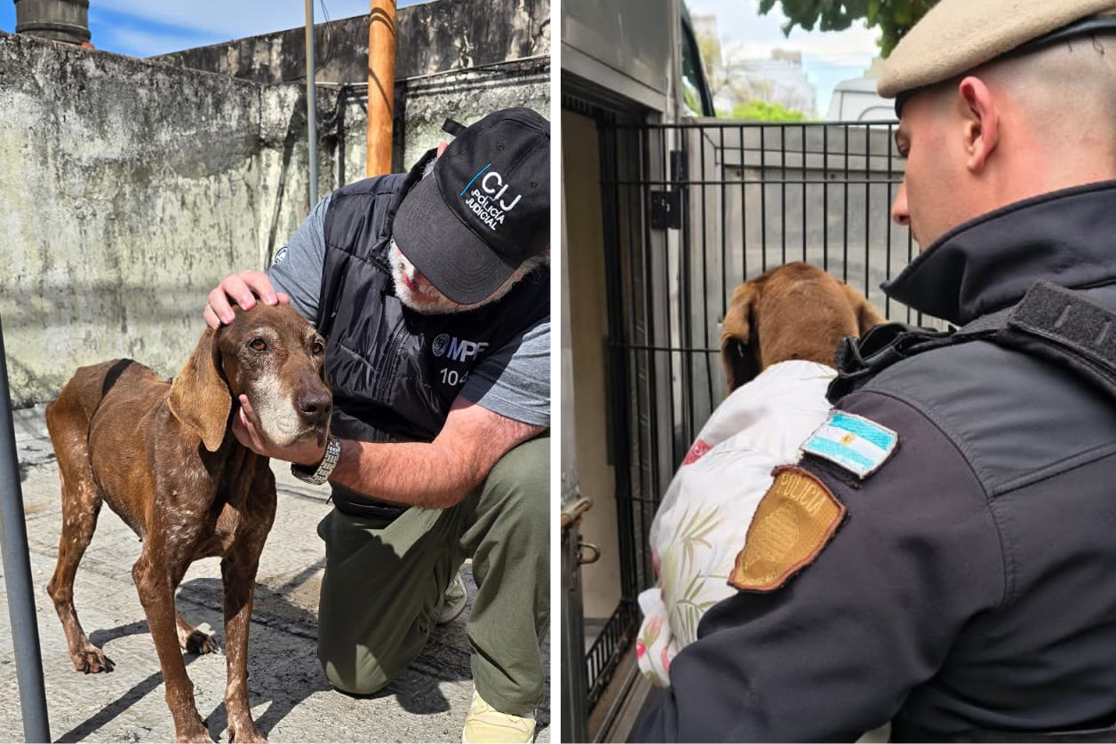 Maltrato animal: una imputada tras el rescate de dos perras en estado de abandono