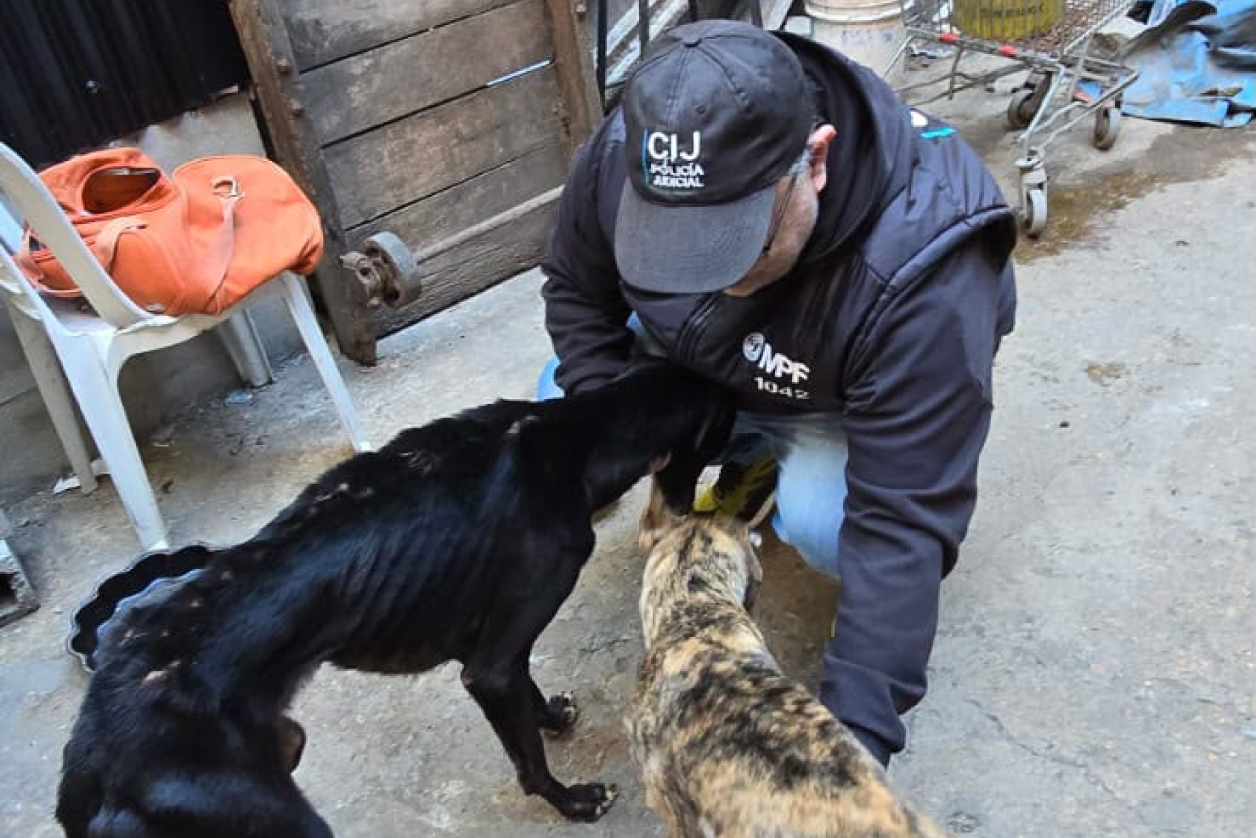 Rescataron 14 perros en un caso de maltrato y crueldad animal