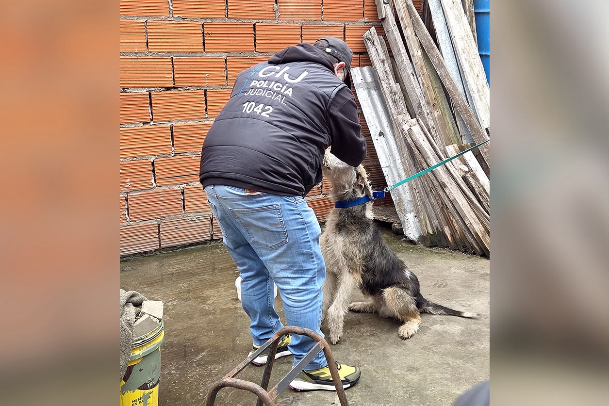 Maltrato animal: rescataron a un perro anémico que estaba atado y a la intemperie e imputaron a los responsables