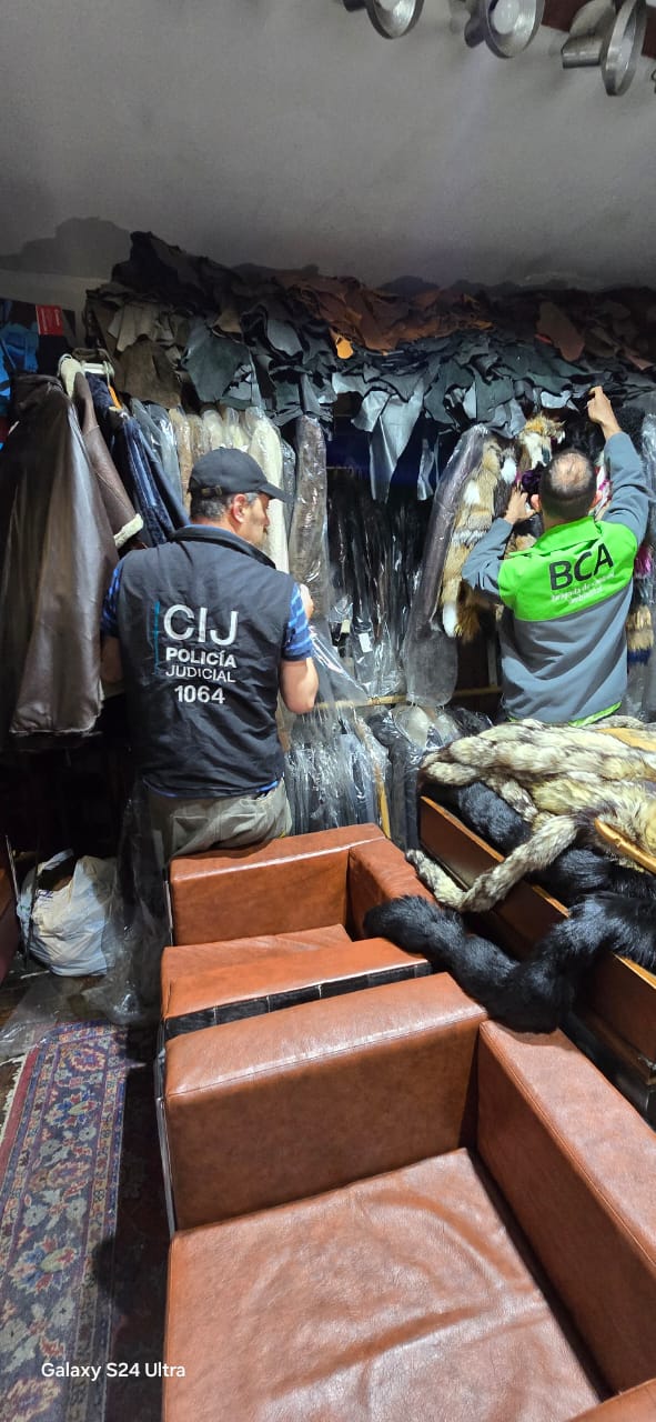 SECUESTRAN TAPADOS Y ROPA HECHA DE PIELES DE ANIMALES VALUADA EN 335 MILLONES DE PESOS