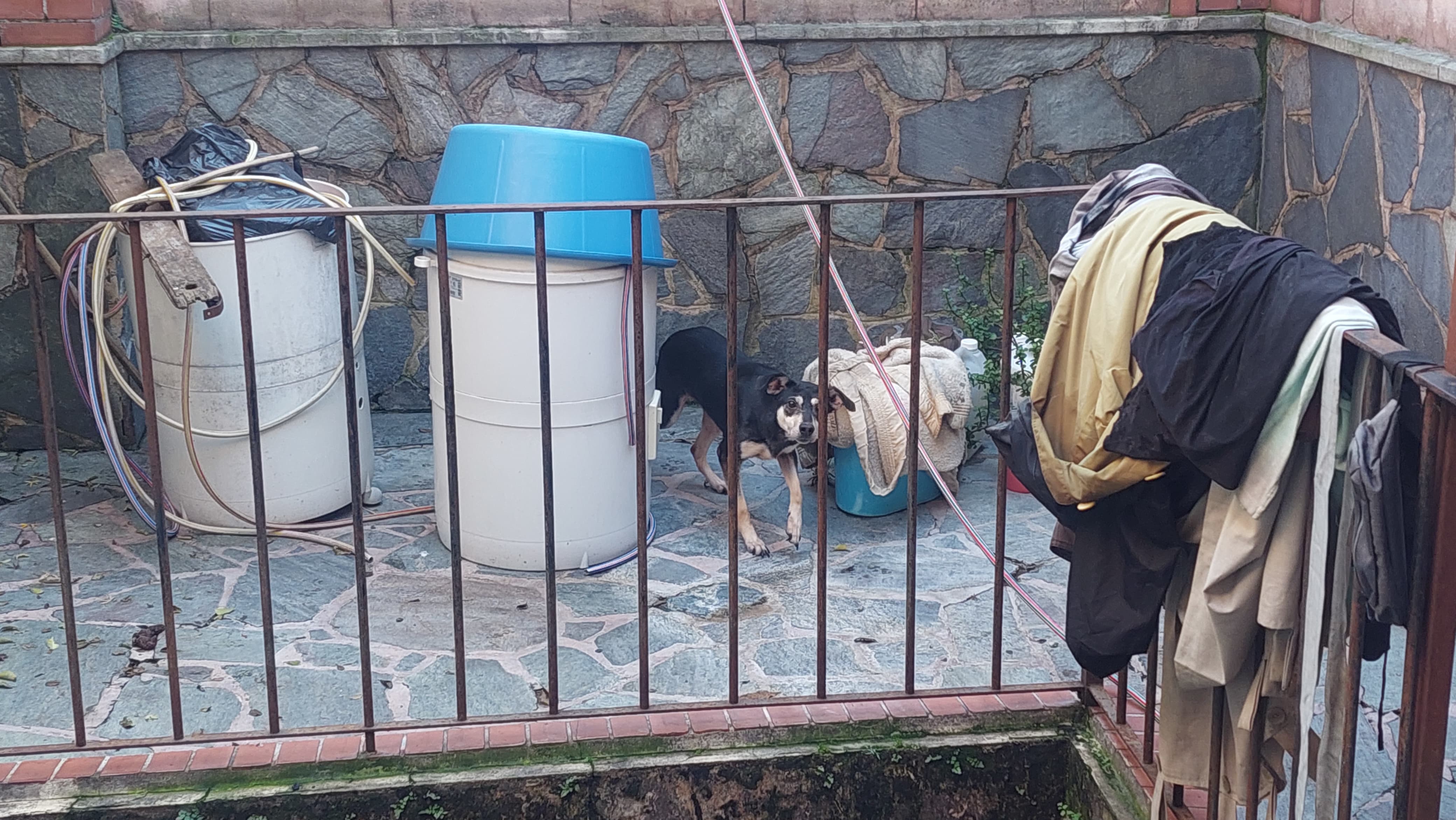 MALTRATO ANIMAL: RESCATAN DOS PERROS EN BOEDO