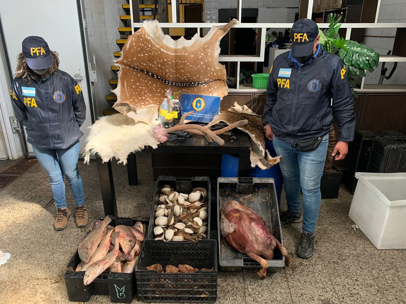 CLAUSURA DE DEPOSITO CLANDESTINO CON DESTRUCCION DE ALIMENTOS CONTAMINADOS Y SECUESTRO DE PIEZAS DE ANIMALES CON PROTECCION LEGAL 1