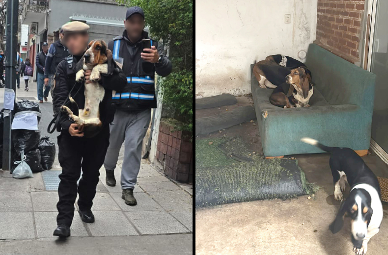 Maltrato animal en almagro: se rescataron 14 perros y se clausuró un criadero ilegal