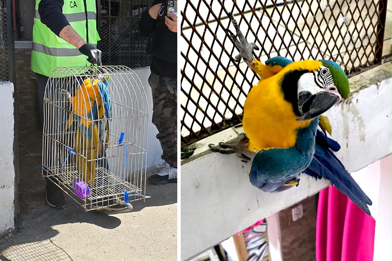 Maltrato animal: rescataron a guacamayo que estaba en cautiverio