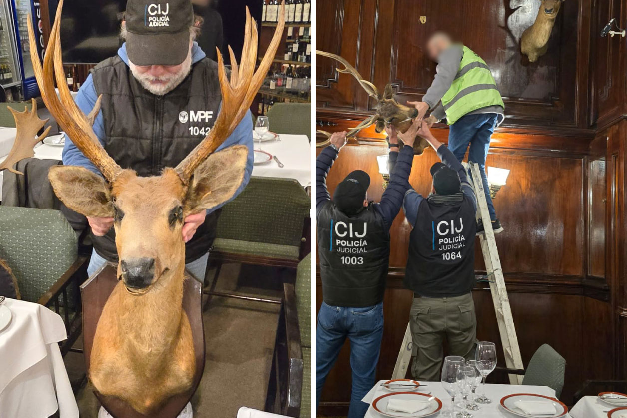 Secuestraron piezas de taxidermia sin documentación en un restaurante