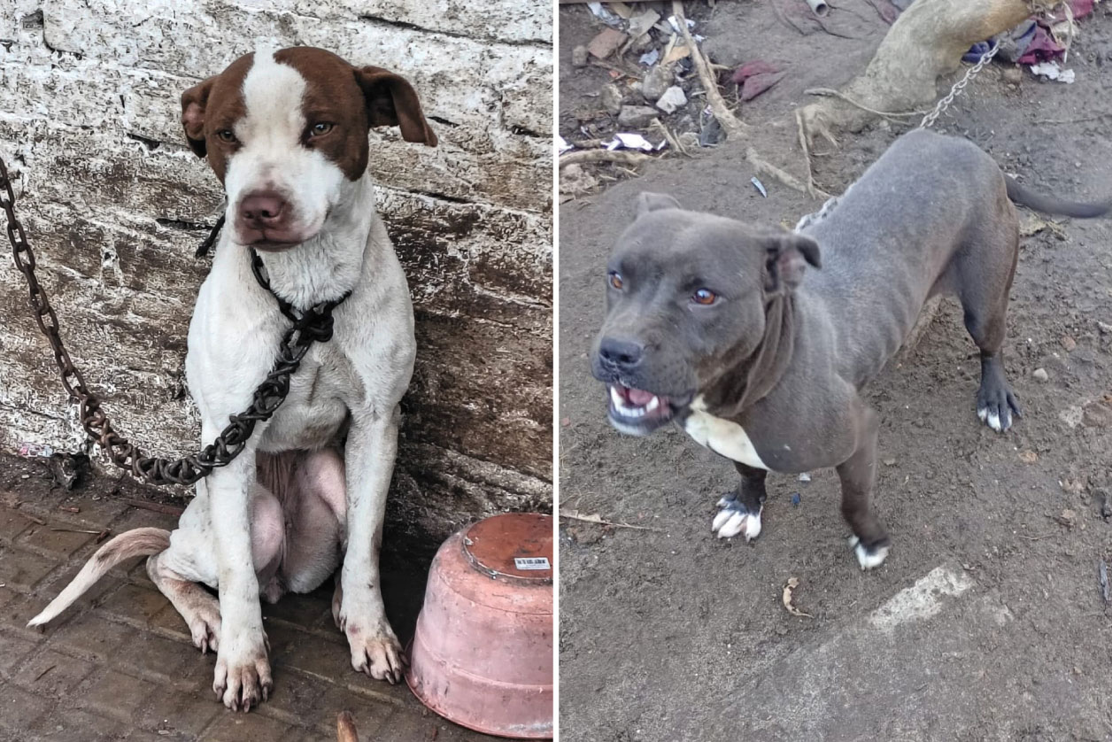 Maltrato Animal: rescataron a dos Pitbulls e imputaron a una mujer