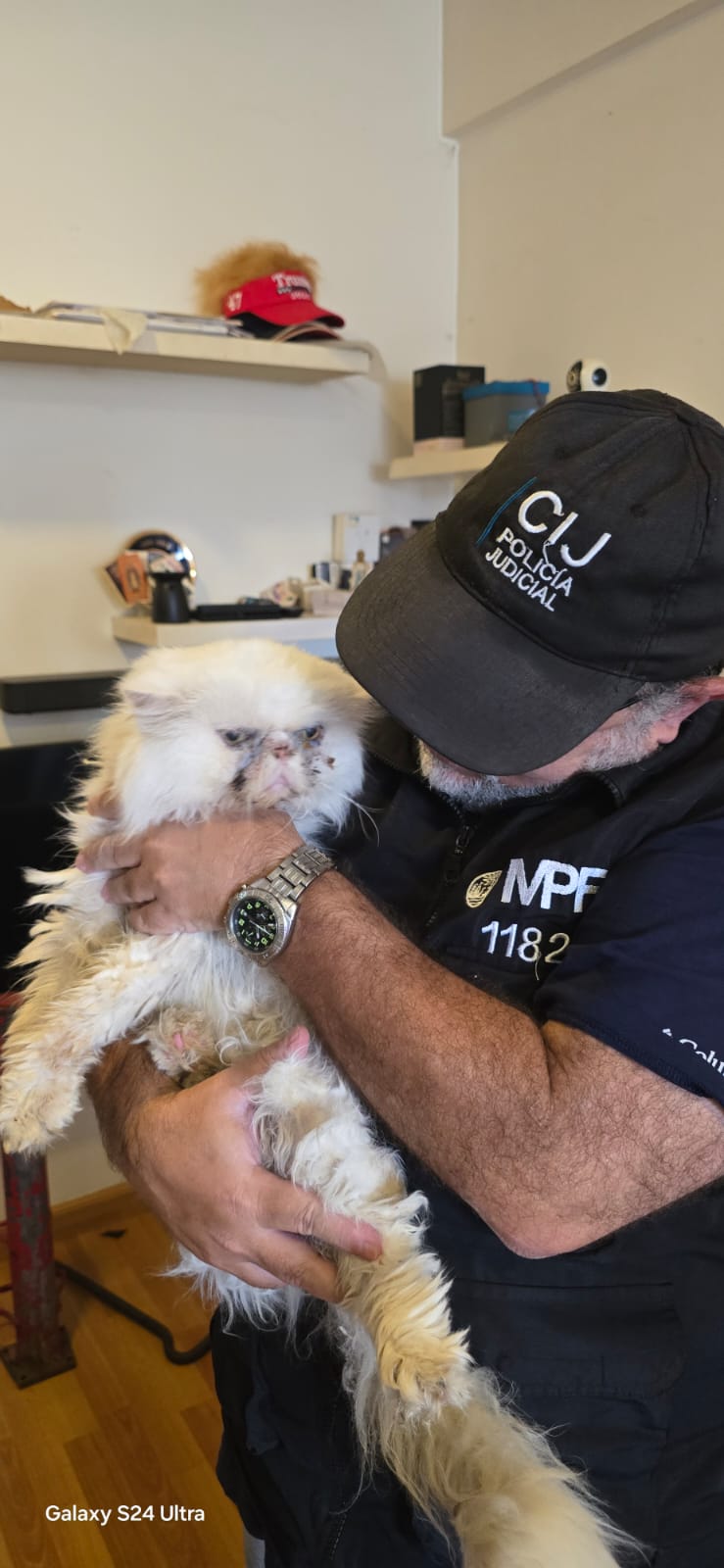 RESCATAN 11 GATOS HACINADOS EN UN CRIADERO ILEGAL DE FLORES