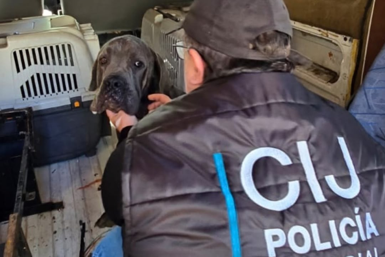 Maltrato animal: rescataron a cuatro perros en grave estado de desnutrición y abandono en Pompeya