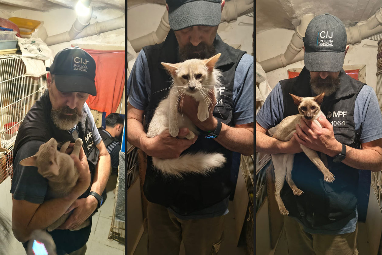 Maltrato animal: rescataron 23 gatos que estaban enjaulados en un criadero ilegal.