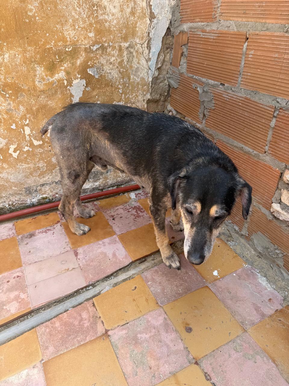 RESCATAN A UN PERRO DESNUTRIDO EN UNA CASA DEL BARRIO RIVADAVIA