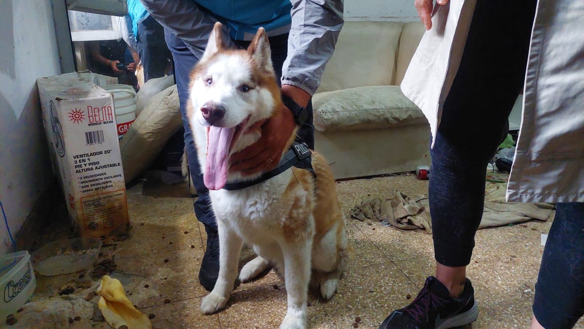 MALTRATO ANIMAL: RESCATAN A UN PERRO QUE SE ENCONTRABA ABANDONADO DESDE HACE DÍAS EN UNA CASA DE VILLA LURO