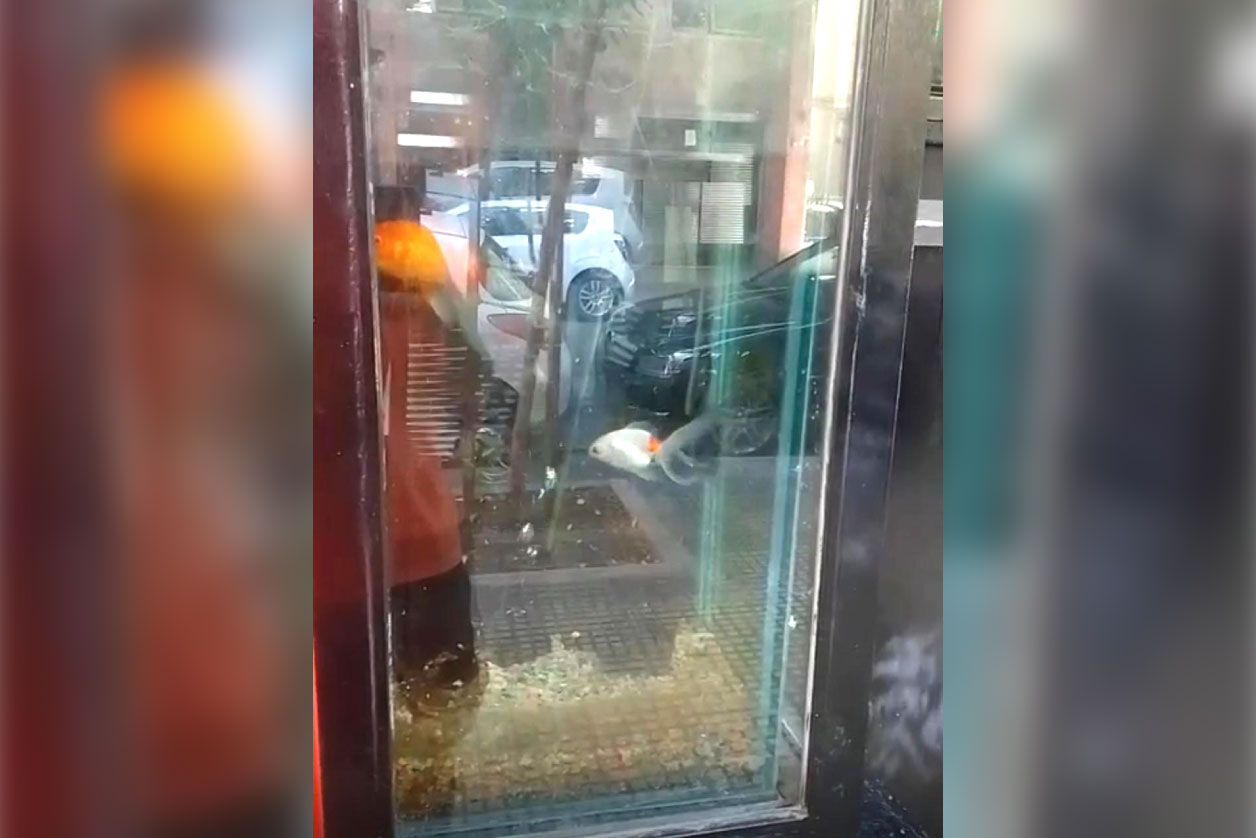 Maltrato Animal: rescataron peces expuestos en un local de sushi de las cañitas y el responsable recibió una probation