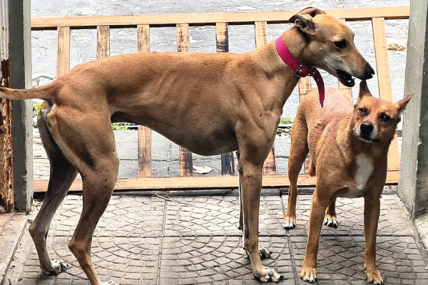 RESCATAN DOS PERROS EN UNA CASA DEL BARRIO MONTSERRAT