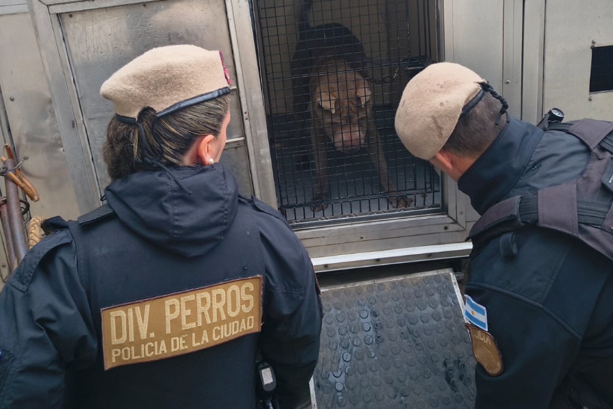 Maltrato animal: rescataron a un perro en estado de abandono en Pompeya y secuestraron drogas